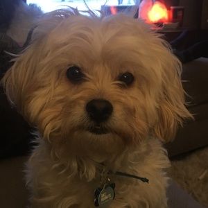 Meet your Posher, Brady